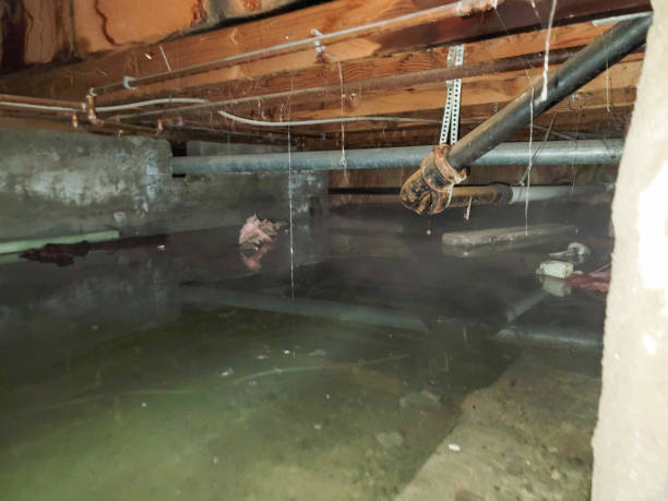 Best Flood damage cleanup  in Victoria, VA